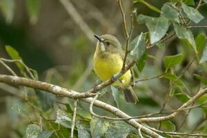 fe- gerygon i Australien foto