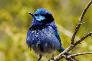 utmärkt fairywren i Australien foto