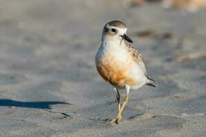 ny zealand dotterel foto