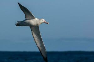 sydlig kunglig albatross i australasien foto