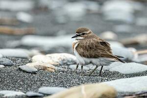 dubbelbandig dotterel i ny zealand foto