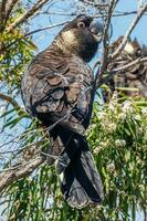 carnaby's svart kakadua i Australien foto