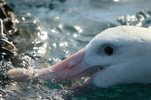 gibsons vandrande albatross i australasien foto