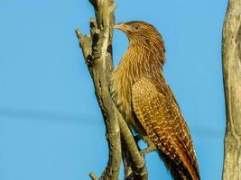 fasan Coucal i Australien foto