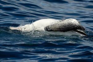 sydlig kunglig albatross i australasien foto