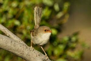 utmärkt fairywren i Australien foto