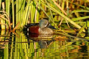 australiensisk shoveler Anka foto