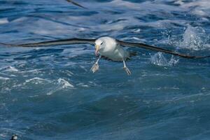 svartbrynad albatross i australasien foto
