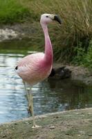 andean rosa flamingo foto