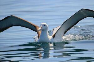 nordlig kunglig albatross foto