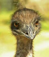 emu endemisk fågel av Australien foto