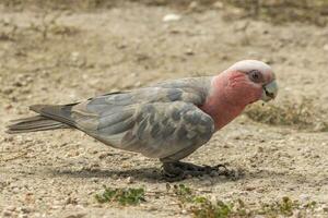 galah kakadua i Australien foto