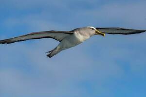 buller's mollymawk i ny zealand foto