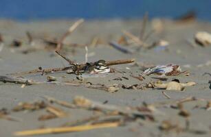 dubbelbandig dotterel i ny zealand foto