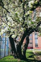 blomning träd i de stad under de ljus vår Sol foto