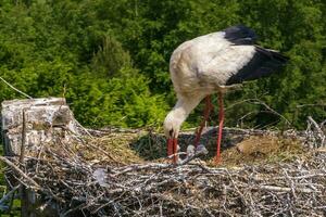 en stork luckor dess kycklingar i bo på topp av lång gammal tegel skorsten foto