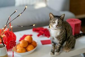 katt förbereda kinesisk ny år fester på Hem. söt inhemsk kort hår katt sätta traditionell hängsmycke till de kinesisk lunar ny år för Bra tur. kinesisk ord betyder välsignelse foto