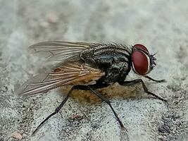 vuxen hus flyga av de arter musca domestica foto