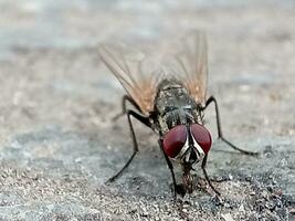 vuxen hus flyga av de arter musca domestica foto