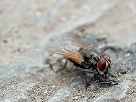 vuxen hus flyga av de arter musca domestica foto