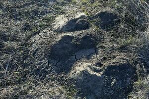 en hål i de jord. groundhog håla i de fält. foto