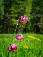 lilium martagon på de bakgrund av ljus grön gräs. vild lilja blomma . foto