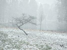 minimalistisk vinter- landskap med två träd i de parkera. foto