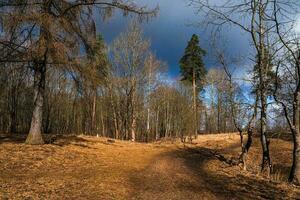 höst parkera med röd gräs foto