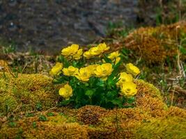 buske av gul blommor ranunkel glacialis vanligen känd som glaciär smörblomma eller glaciär kråkfot. foto