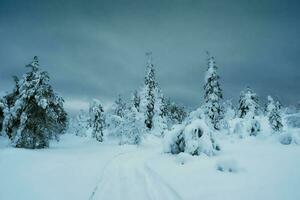 spår genom de vinter- skog på natt genom gran träd insvept i snö. arktisk hård natur. mystisk fe- berättelse av de vinter- frost skog. foto