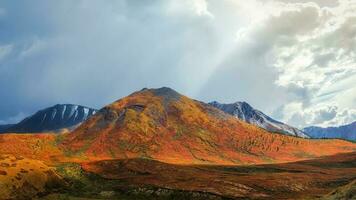 underbar alpina landskap med orange höst dvärg- björk på fot av klippig berg i solsken. brokig berg landskap med grå stenar i gyllene falla färger. höst i berg. foto