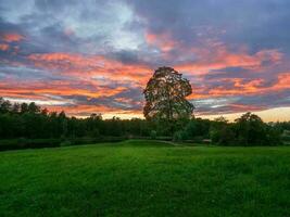 kväll landskap med en stor träd på en grön kulle mot de bakgrund av en röd solnedgång foto