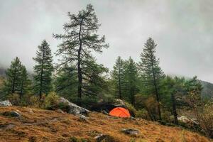 dimmig atmosfärisk berg landskap med orange tält under träd på kulle i höst färger i tät dimma. skön alpina landskap med tält bland brokig höst flora med gul löv i tjock dimma. foto