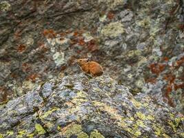 selektiv fokus. stänga upp av rolig pika ochotona collaris sitter på klippig i altai berg. söt små däggdjur på bokeh bakgrund. små pika gnagare sola sig på sten. foto