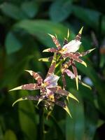 orkide blommor brassia hybrid. blommig bakgrund av blomning orkidéer foto
