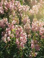 rosa blommor av lejongap antirrhinum majus på de rabatt bakgrund foto