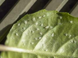 larver av de vitfluga på de blad av en reste sig. makro bild foto