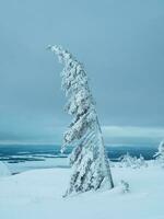 magisk bisarr silhuett av träd är putsade med snö. arktisk hård natur. mystisk fe- berättelse av de vinter- morgon- skog. snö täckt jul gran träd på bergssidan. vertikal se. foto