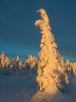 jul träd är täckt med snö på de solig polär skog. gryning nordlig minimalistisk naturlig bakgrund med snö gran. vertikal se. foto