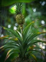 liten ananas gående till växa, stänga upp. foto