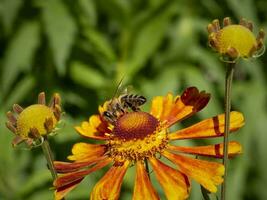 en bi på ett orange helenium blomma samlar nektar. foto