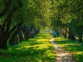 ett gammal äpple fruktträdgård, träd i en rad på en grön gräsmatta. människor promenad längs de väg mellan de träd. foto