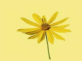 skön gul jerusalem kronärtskocka blomma isolera på en gul bakgrund foto