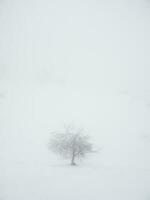 vertikal minimalistisk bakgrund med en snötäckt ensam träd på en berg backe. magisk bisarr silhuett av träd är putsade med snö. arktisk hård natur. kopia Plats. foto