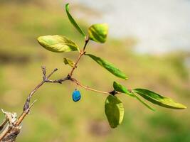 höst gren av mogen kaprifol på en suddigt grön naturlig bakgrund, stänga upp. foto