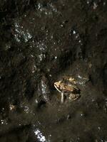 en små groda i de lera på natt foto