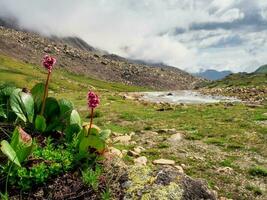 badan blommor. bergenia crassifolia. närbild av badan bergenia crassifolia blomning på en berg backe. kopia Plats. foto