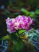 blommande sällsynt phalaenopsis orkide. föder upp av orkidéer. foto