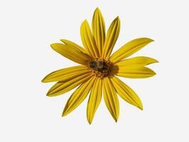 skön gul jerusalem kronärtskocka blomma med humla isolera på en vit bakgrund foto