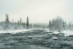 vild vinter- snöig nordlig skog med flod på en polär dag. oberörd ren natur. foto